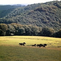 Picture of group of Exmoors running on Exmoor