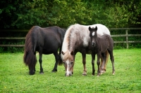 Picture of group of falabella horses in green field