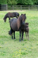 Picture of group of falabella horses in green field
