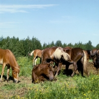 Picture of group of Finnish Horses in field in Finland at Ypaja