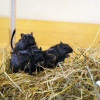 Picture of group of five black gerbils  together on hay bedding