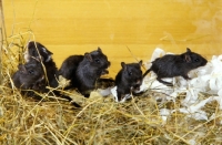 Picture of group of five black gerbils with shredded paper and hay bedding