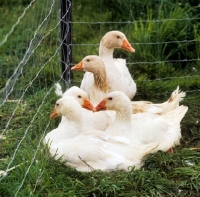 Picture of group of five domestic geese