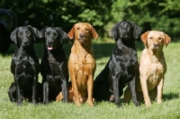 Picture of group of five Labrador Retrievers