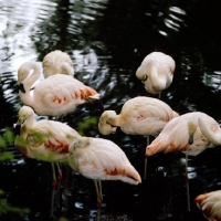 Picture of group of flamingoes standing in water