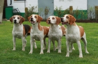 Picture of group of four beagles