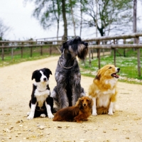 Picture of group of four dogs sitting together