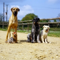 Picture of group of four dogs together