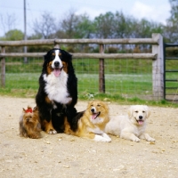 Picture of group of four dogs together