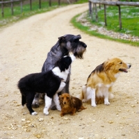 Picture of group of four dogs together