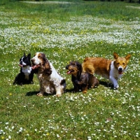 Picture of group of four dogs
