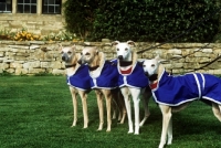 Picture of group of four racing whippets by dry stone wall