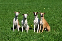 Picture of group of four Whippets