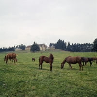 Picture of group of French Anglo Arab  horses