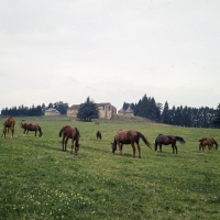 Picture of group of French Anglo Arab  horses grazing in field