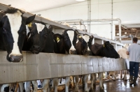 Picture of group of Friesians at farm