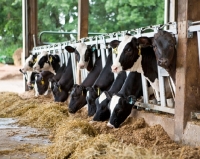 Picture of group of Friesians in stable