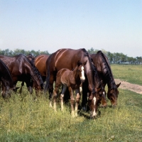 Picture of group of Furioso North Star mares and foals grazing at Kiskunsag State Farm, Hungary