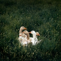 Picture of group of geese in long grass