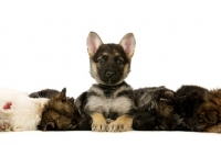 Picture of group of German Shepherd (aka Alsatian) puppies, all sleeping, one awake