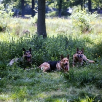 Picture of group of german shepherd dogs lying in shade