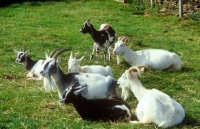 Picture of group of goats at cotswold farm park