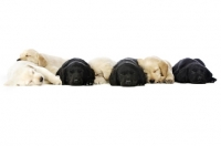 Picture of group of Golden and Black Labrador Puppies lying asleep isolated on a white background