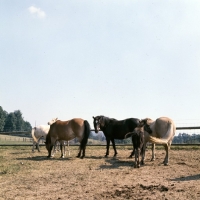 Picture of group of Gotland Ponies mares and foals in enclosure in Sweden