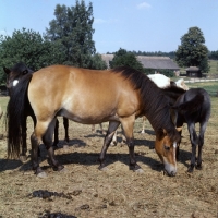 Picture of group of Gotland Ponies mares and foals in enclosure in Sweden