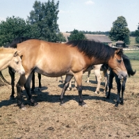 Picture of group of Gotland Ponies mares and foals in enclosure in Sweden