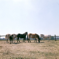 Picture of group of Gotland Pony mares and foals standing in enclosure in Sweden