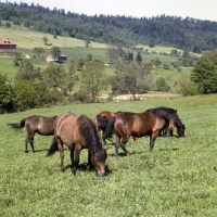 Picture of Group of grazing huzels in Polish countryside