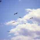 Picture of group of great frigate birds flying, punta espinosa, galapagos islands