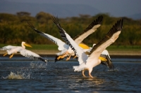 Picture of Group of Great White Pelican's taking flight from Lake Naivasha