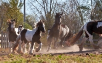 Picture of group of Gypsy Vanners running