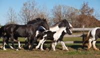 Picture of group of Gypsy Vanners