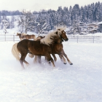 Picture of group of Haflinger colts acting up together in the snow