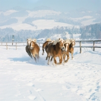 Picture of group of Haflinger colts galloping through the snow in Austria