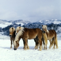 Picture of group of Haflinger colts in the snow