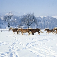 Picture of group of Haflinger colts trotting and cantering in snow at Ebbs.
