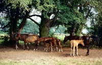 Picture of group of hanoverian mares and foals in shade under trees in germany