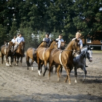 Picture of group of hanoverians ridden and in training at celle, germany