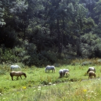 Picture of group of Highland Ponies in beautiful meadow at nashend stud