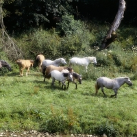 Picture of group of Highland Ponies walking in meadow at Nashend Stud