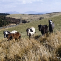 Picture of group of Highland Ponies walking on the moors in Scotland