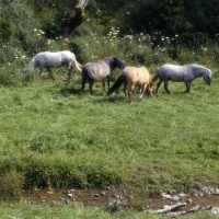 Picture of group of Highland Pony mares grazing in meadow with stream at Nashend Stud
