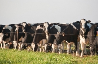 Picture of group of Holstein Friesian cows