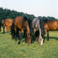 Picture of group of Holstein mares grazing in Germany