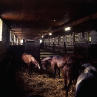 Picture of group of horses in ancient stable at marbach  