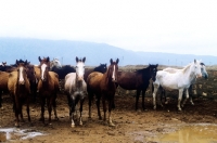 Picture of group of horses